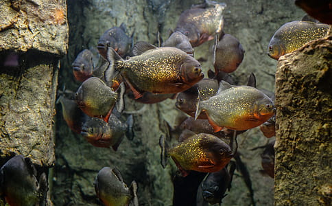 school of gray fish thumbnail