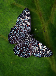 black, white, and blue monarch on top of green leaf plant thumbnail