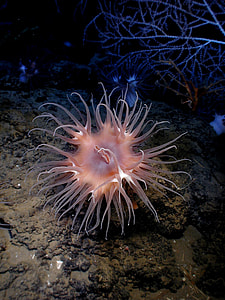 Actinostola, Sea Anemone thumbnail