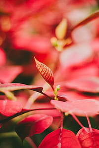selective focus photography of red leavs thumbnail