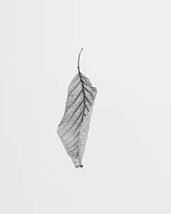 closeup photo of gray leaf with white background thumbnail