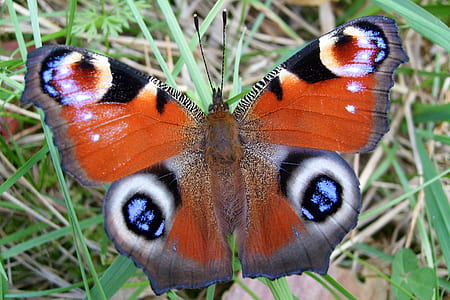 orange and gray moth thumbnail