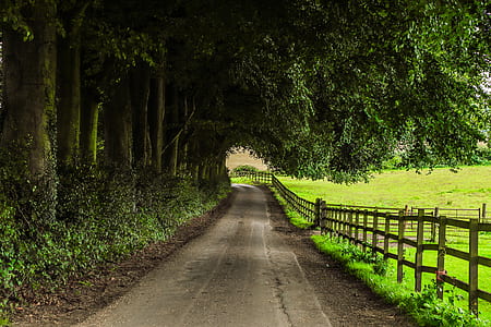 concrete road below green trees beside brown wooden fence thumbnail
