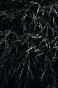 green leaves thumbnail