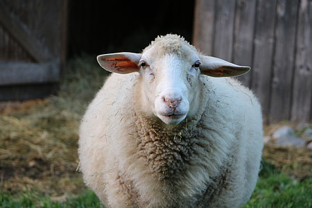closeup photo of white sheep thumbnail