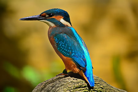 close-up photo of blue and orange hummingbird thumbnail