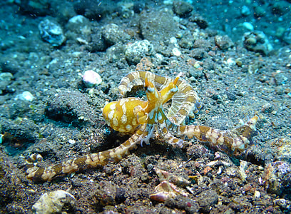 yellow and white octopus underwater thumbnail