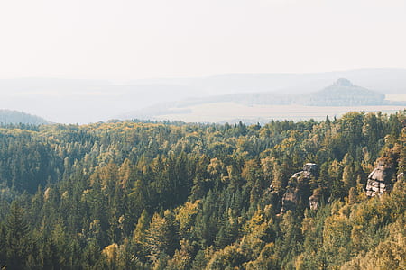 scenery of forest trees thumbnail