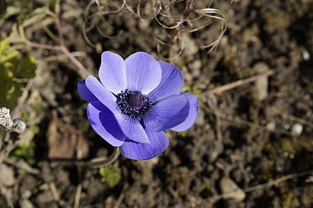selective focus photo of purple anemone flower thumbnail