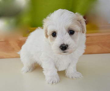 white puppy on tabletop thumbnail