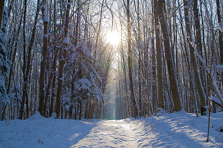 photo of leafless tree during winter thumbnail