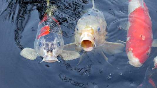 three koi fish thumbnail