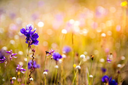 selective focus photo of purple petaled flowers thumbnail