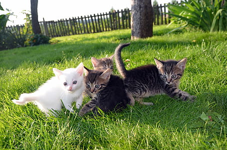 four gray and white kittens on green grass during daytime thumbnail