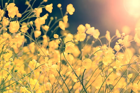 yellow petaled flower field during daytime thumbnail