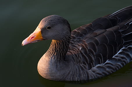 wildlife photography of gray duck thumbnail