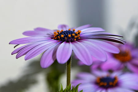 selective focus photography of purple petaled flower thumbnail
