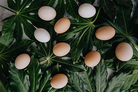Fresh Eggs thumbnail