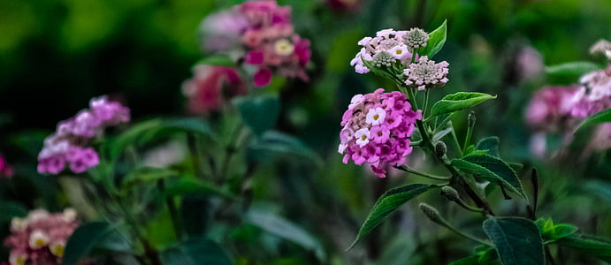 pink cluster flowers thumbnail