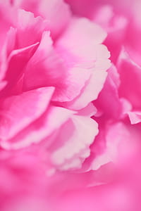close-up photography of pink flower thumbnail