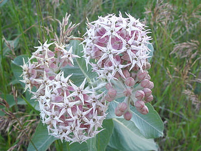 Milkweed flower in bloom thumbnail
