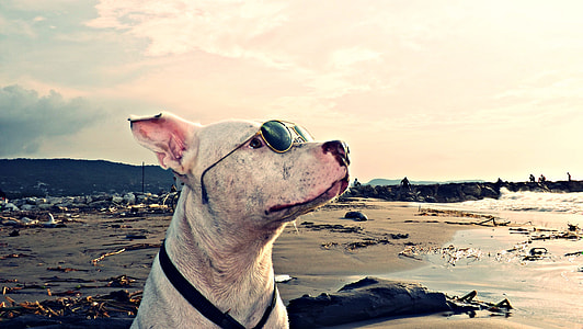 short-coated white dog with gold framed Aviator-style sunglasses thumbnail