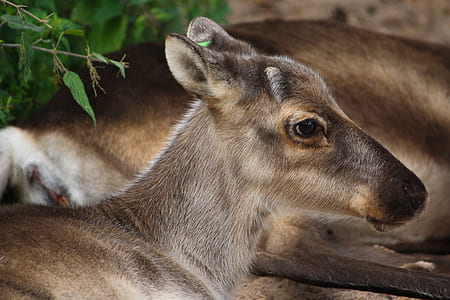 brown animal thumbnail