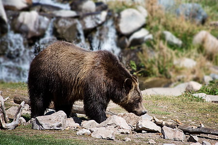 bear standing on rocky road thumbnail