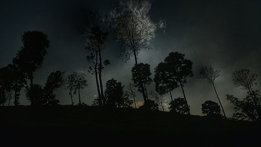 silhouette of trees thumbnail