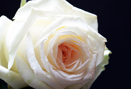 white rose thumbnail