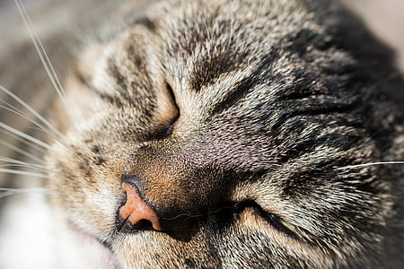 focus photo of gray cat thumbnail