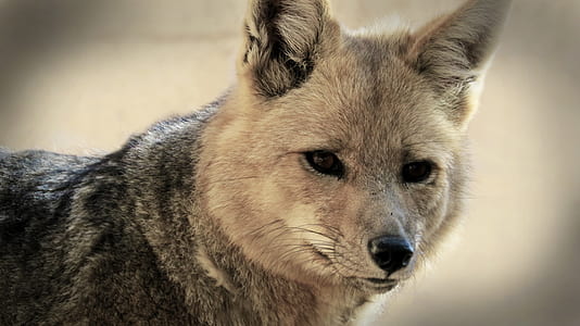 selective focus photography of brown fox thumbnail