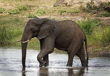 black elephant walking on body of water thumbnail