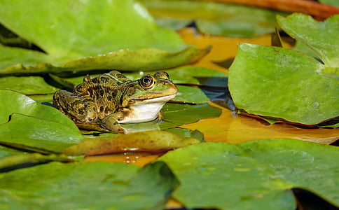 green frog on green water lily during daytime thumbnail