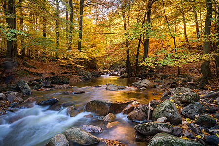 river between trees during daytime thumbnail