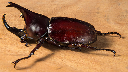 Tropical Beetles, Rhinoceros Beetle thumbnail