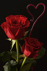 two red roses on black background thumbnail