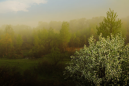 green leaf trees surrounded by fogs at da ytime thumbnail