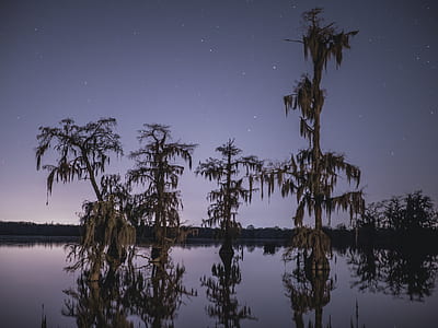 four trees in body of water thumbnail