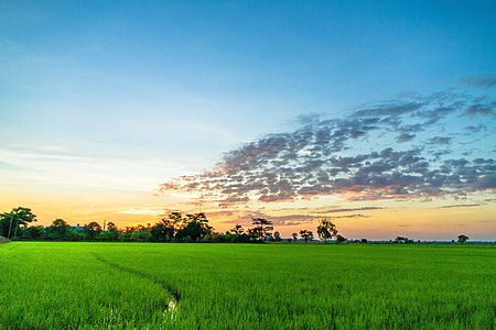 green field with trees background thumbnail