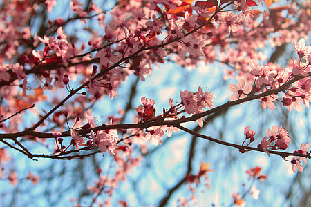 close up photo of pink blossom tree thumbnail