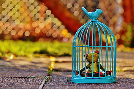 frog in blue birdcage thumbnail
