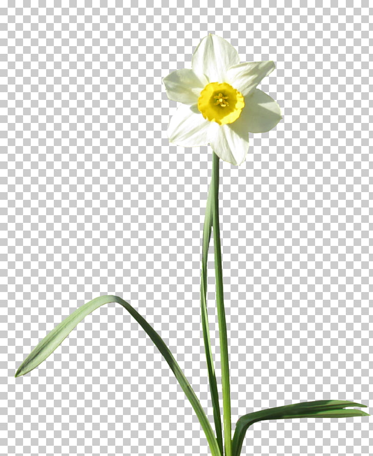 daffodil desktop daffodil png clipart free cliparts uihere uihere