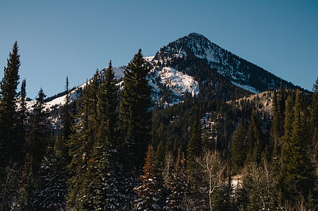 Forest Trees thumbnail