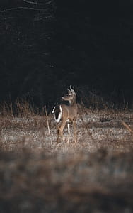 deer on dried grass field thumbnail