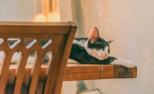 Cat Sleeping on the Table thumbnail