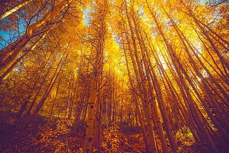 low angle view of trees thumbnail