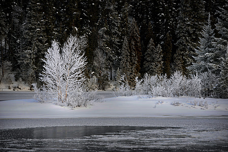landscape photograph of trees near lake covered with snow thumbnail