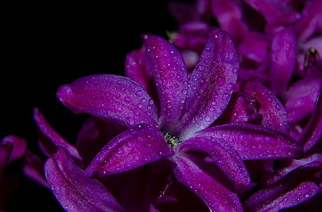 purple petaled flower lot thumbnail