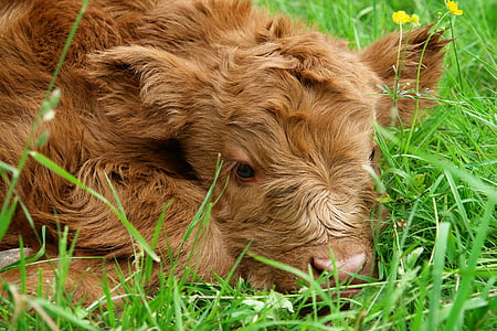 brown calf lying on the green grass field thumbnail